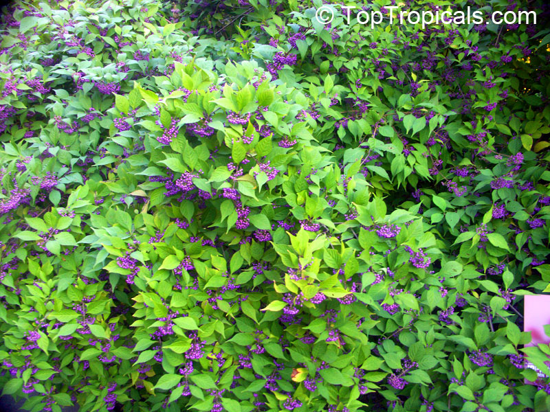 japanese beautyberry